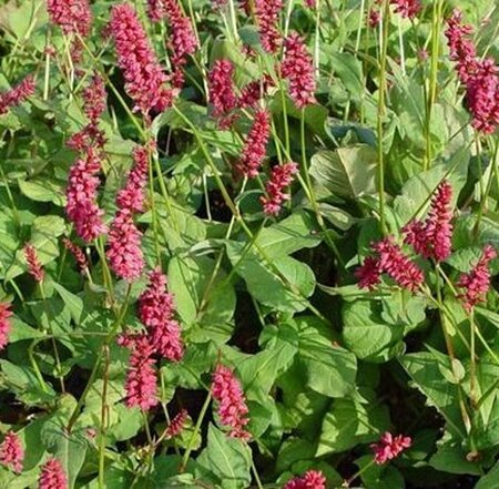 Persicaria amplexicaulis 'Taurus' P9 - afbeelding 5