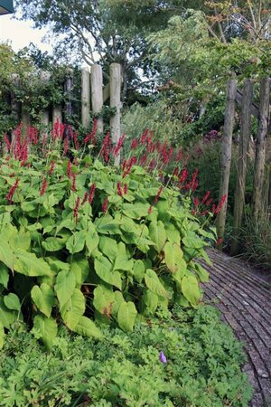 Persicaria amplexicaulis 'Taurus' P9 - afbeelding 2