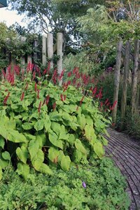 Persicaria amplexicaulis 'Taurus' P9 - afbeelding 2