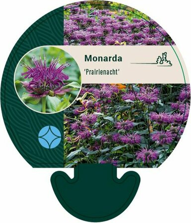 Monarda 'Prärienacht' P9 - afbeelding 1