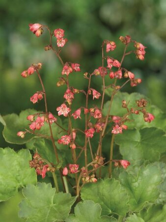 Heuchera 'Pluie de Feu' P9 - afbeelding 3