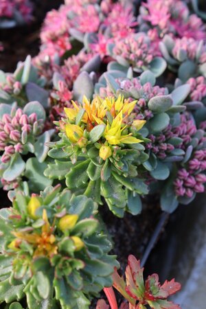 Sedum floriferum 'Weihenstephaner Gold' P9 - afbeelding 5