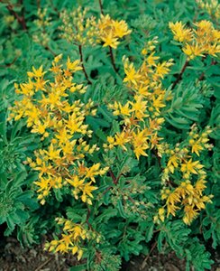 Sedum floriferum 'Weihenstephaner Gold' P9 - afbeelding 1