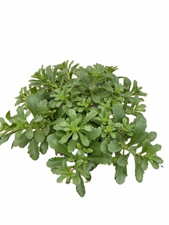 Sedum floriferum 'Weihenstephaner Gold' P9 - afbeelding 2