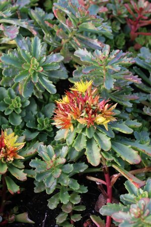 Sedum floriferum 'Weihenstephaner Gold' P9 - afbeelding 6