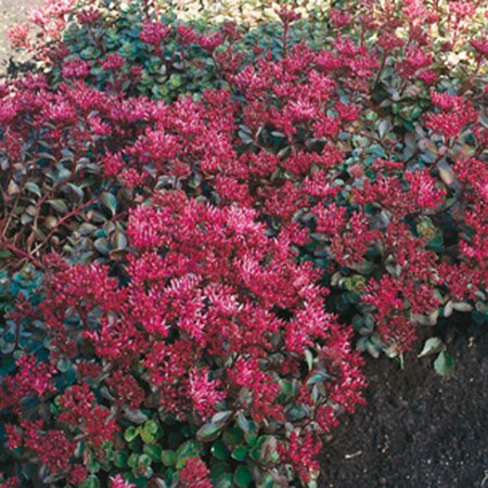 Sedum spurium 'Fuldaglut' P9 - afbeelding 4