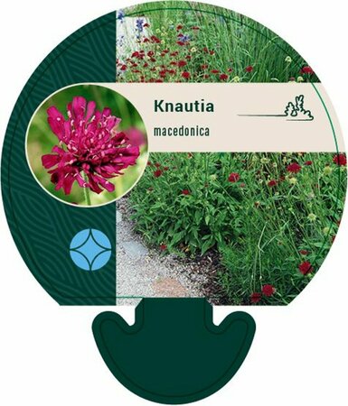 Knautia macedonica P9 - afbeelding 7