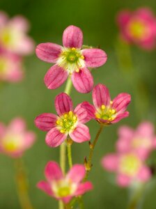 Saxifraga arendsii 'Purpurteppich' P9 - afbeelding 1