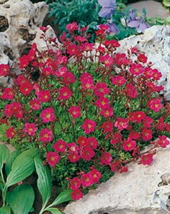 Saxifraga arendsii 'Purpurteppich' P9 - afbeelding 2