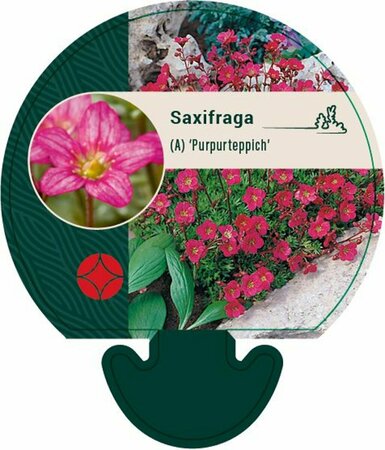 Saxifraga arendsii 'Purpurteppich' P9 - afbeelding 4