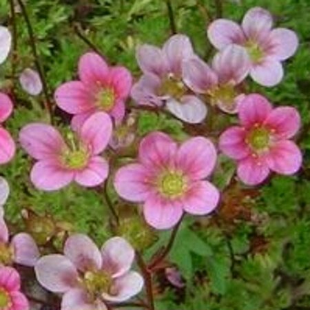 Saxifraga arendsii 'Purpurteppich' P9 - afbeelding 3
