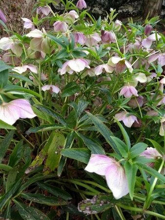 Helleborus orientalis P9 - afbeelding 3
