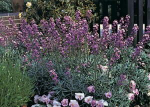 Erysimum 'Bowles' Mauve' P9 - afbeelding 3