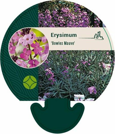 Erysimum 'Bowles' Mauve' P9 - afbeelding 6