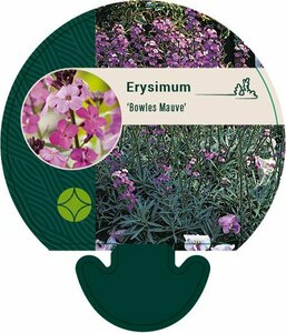Erysimum 'Bowles' Mauve' P9 - afbeelding 6