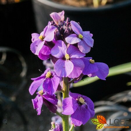 Erysimum 'Bowles' Mauve' P9 - afbeelding 1