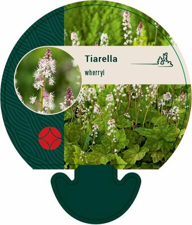 Tiarella wherryi P9 - afbeelding 4