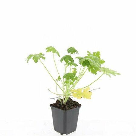 Geranium macrorrhizum 'Spessart' P9 - afbeelding 12