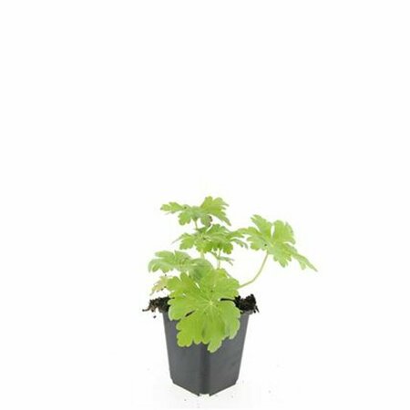 Geranium macrorrhizum 'Spessart' P9 - afbeelding 10