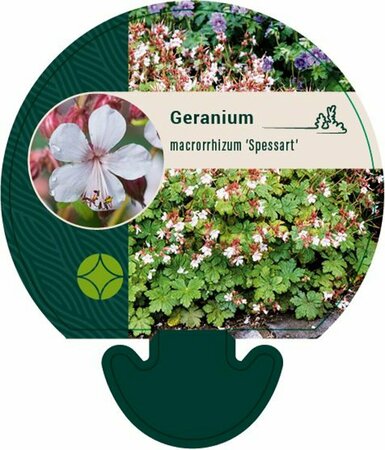 Geranium macrorrhizum 'Spessart' P9 - afbeelding 1