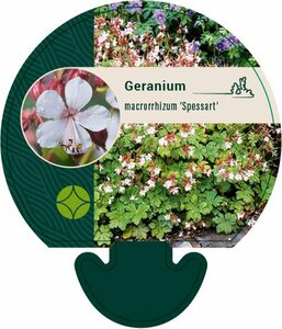 Geranium macrorrhizum 'Spessart' P9 - afbeelding 1
