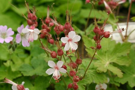 Geranium macrorrhizum 'Spessart' P9 - afbeelding 6
