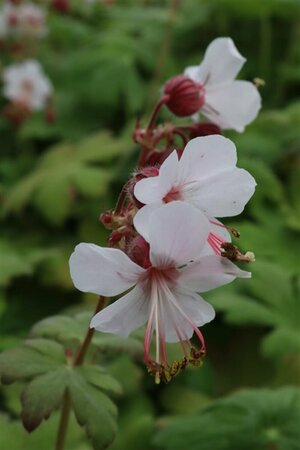 Geranium macrorrhizum 'Spessart' P9 - afbeelding 2