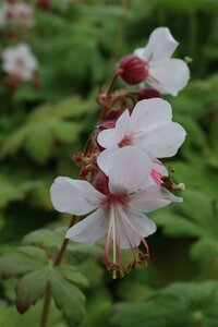 Geranium macrorrhizum 'Spessart' P9 - afbeelding 2
