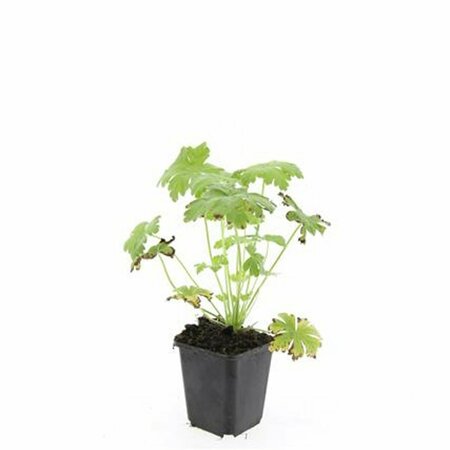 Geranium macrorrhizum 'Spessart' P9 - afbeelding 7
