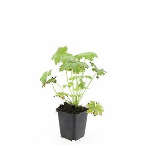 Geranium macrorrhizum 'Spessart' P9 - afbeelding 7