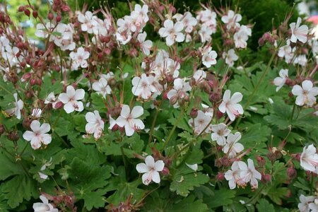 Geranium macrorrhizum 'Spessart' P9 - afbeelding 5