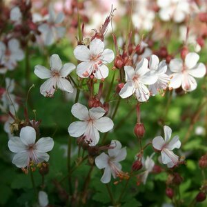 Geranium macrorrhizum 'Spessart' P9 - afbeelding 3