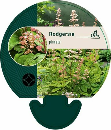 Rodgersia pinnata P9 - afbeelding 4