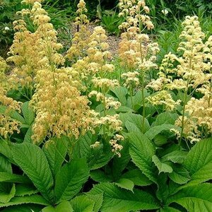 Rodgersia pinnata P9 - afbeelding 5