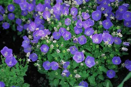 Campanula carpatica 'Blaue Clips' P9 - afbeelding 2