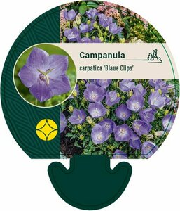 Campanula carpatica 'Blaue Clips' P9 - afbeelding 1