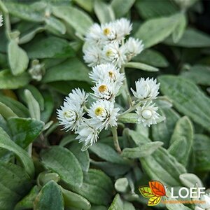 Anaphalis tripl. 'Sommerschnee' P9 - afbeelding 2