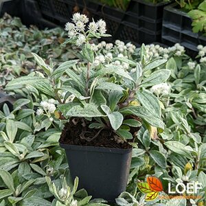 Anaphalis tripl. 'Sommerschnee' P9 - afbeelding 3