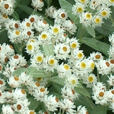 Anaphalis tripl. 'Sommerschnee' P9 - afbeelding 4