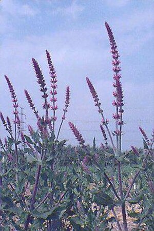 Salvia nemorosa 'Amethyst' P9 - afbeelding 1