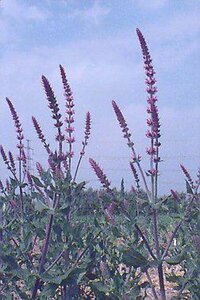 Salvia nemorosa 'Amethyst' P9 - afbeelding 1