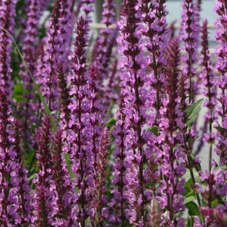 Salvia nemorosa 'Amethyst' P9 - afbeelding 4