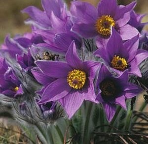 Pulsatilla vulgaris P9 - afbeelding 4