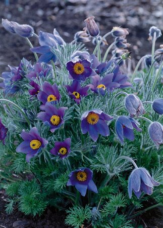 Pulsatilla vulgaris P9 - afbeelding 5