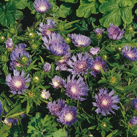 Stokesia laevis P9 - afbeelding 6