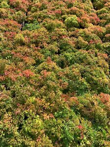 Aruncus aethusifolius P9 - afbeelding 4