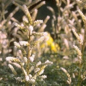 Aruncus aethusifolius P9 - afbeelding 2