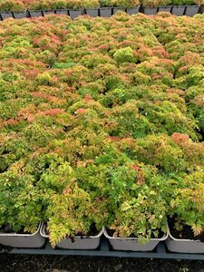 Aruncus aethusifolius P9 - afbeelding 5