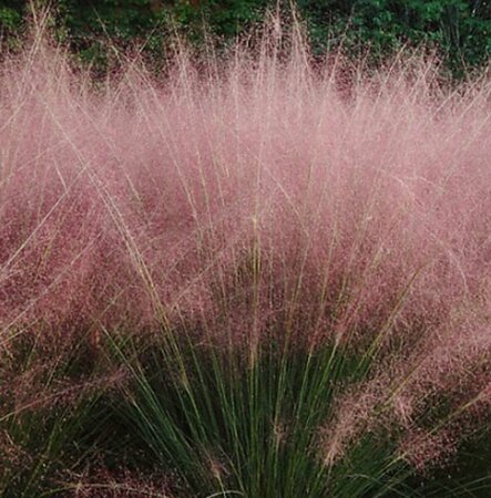 Muhlenbergia capillaris P9 - afbeelding 2