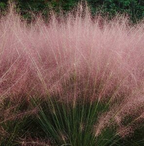 Muhlenbergia capillaris P9 - afbeelding 2